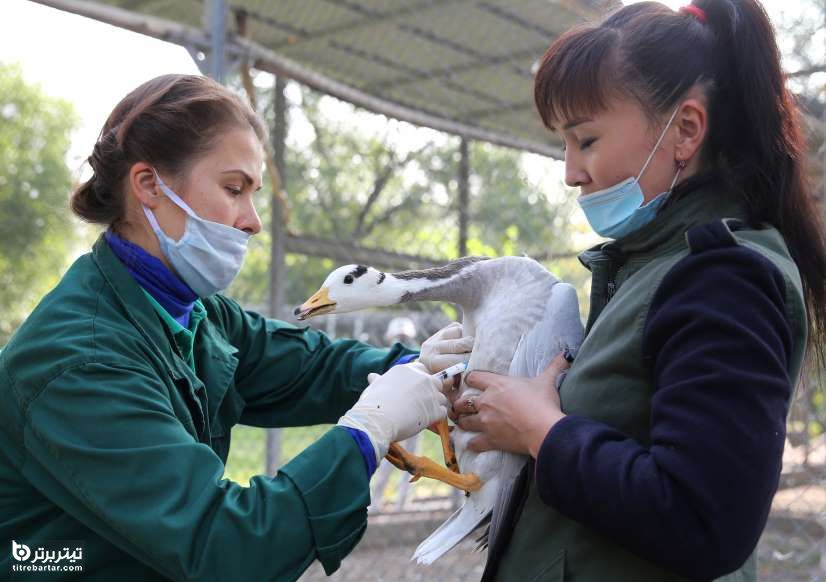 واکسینه کردن پرندگان باغ وحش نگهبانان باغ وحش پس از گزارش چندین مورد آنفلوانزای مرغی در قزاقستان 