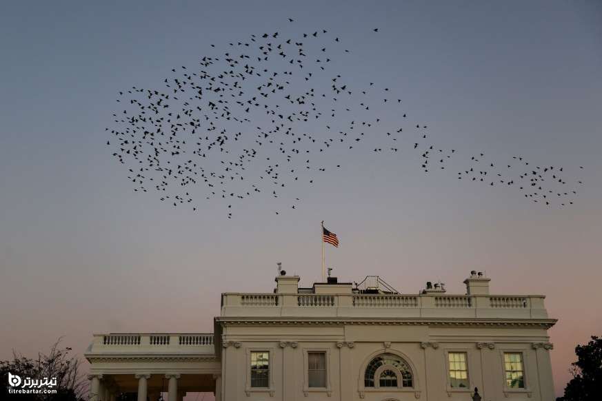 پرواز پرندگان بر آسمان کاخ سفید 