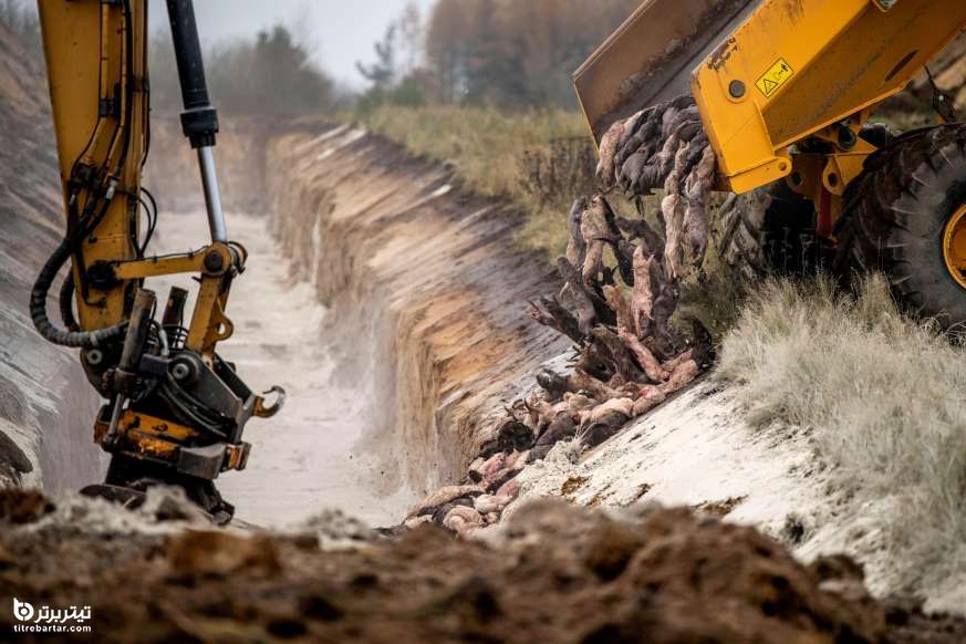 نابود سازی راسو های آلوده به کرونا در دانمارک