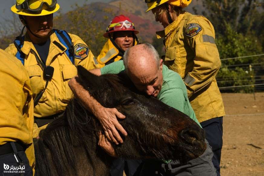 نجات یک اسب در آتشسوزی، کالیفرنیا 