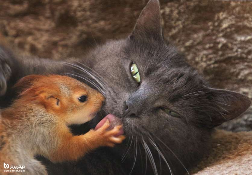 دوستی سنجاب با گربه