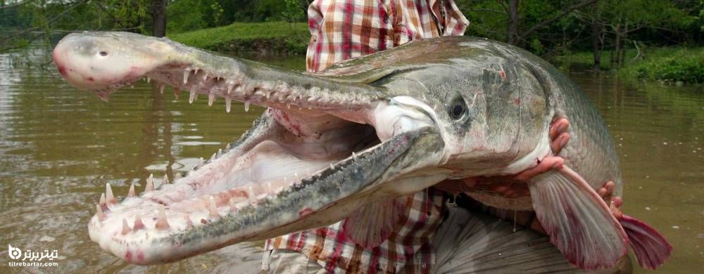 موجود دریاچه چیتگر ماهی سرسوسماری است