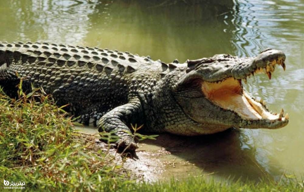 واکنش آرش حسینی میلانی به وجود تمساح در دریاچه چیتگر