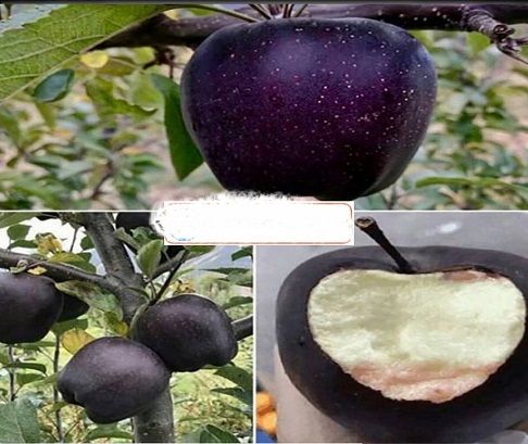 " الماس سیاه" میوه ای لاکچری+عکس