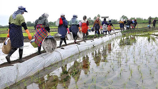 برنج‌کاران نگران لغو ممنوعیت واردات برنج هستند