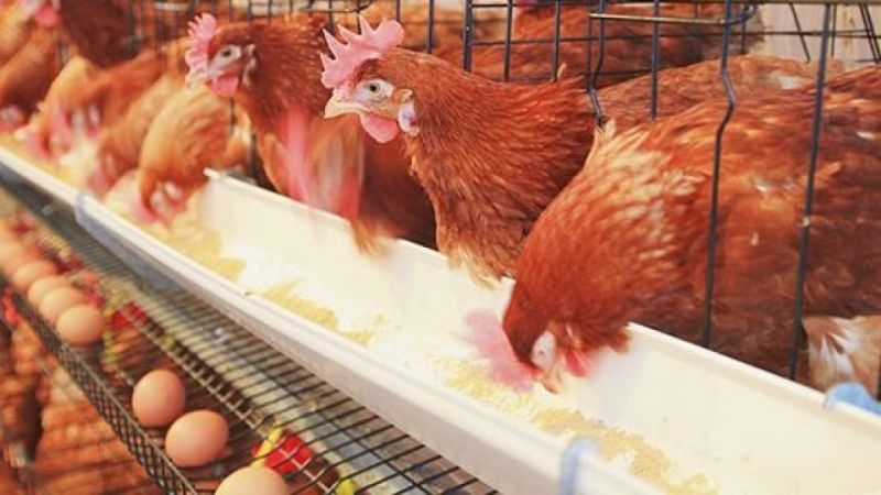 افزایش 20٪ تولید گوشت و تخم مرغ
