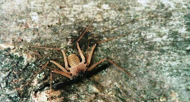 گونه کمیاب عنکبوت شلاقی پارسی در دزفول مشاهده شد