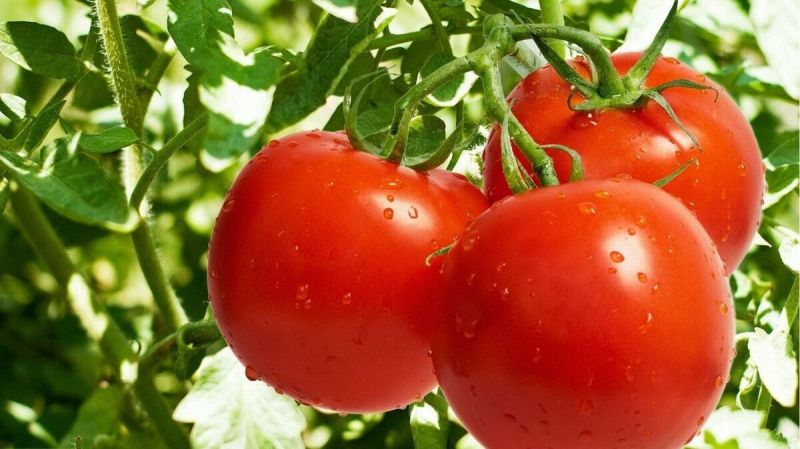گران شدن گوجه فرنگی ربطی به گران شدن بنزین ندارد؟