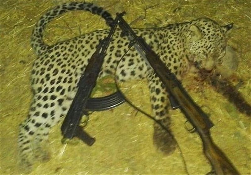 آخرین اخبار از سراسر کشور در مورد شکار غیر قانونی