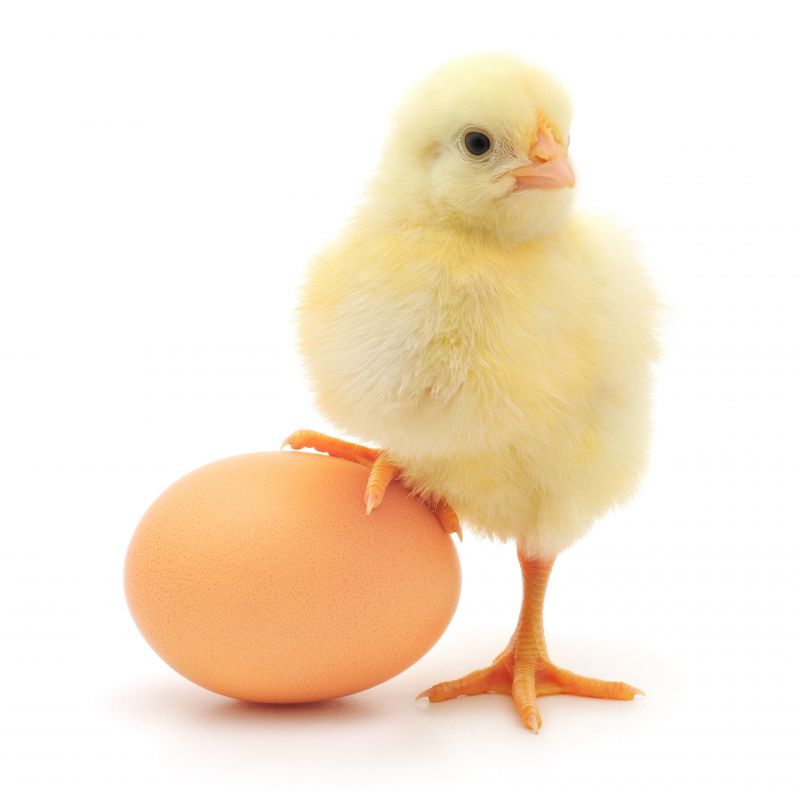درمان سکته قلبی با تخم مرغ!
