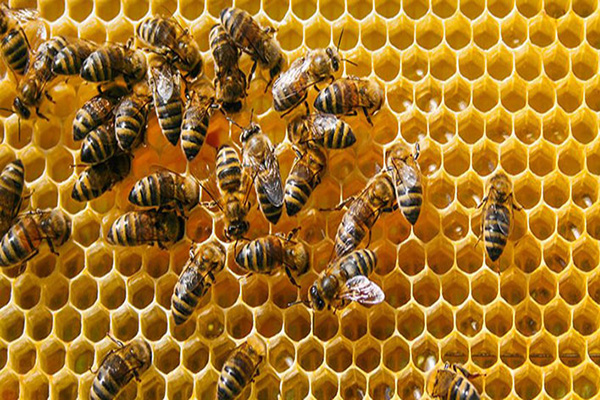 تشخیص شایع‌ترین بیماری زنبور عسل در موسسه رازی