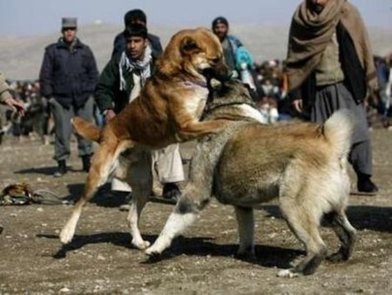 رواج تفریحی به نام «جنگ سگ ها» در ایران