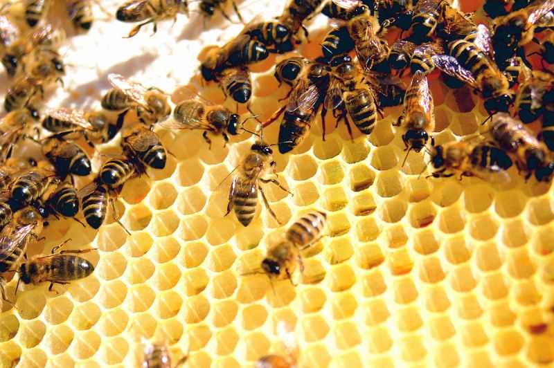 نحوه تشخیص موم عسل طبیعی