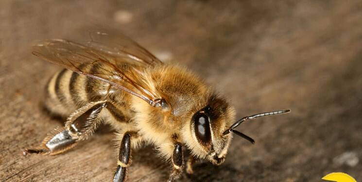 درمان دارویی نیش زنبور عسل