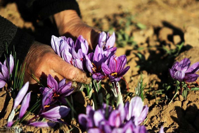 پرورش زعفران سنتی چقدر زمان می برد؟