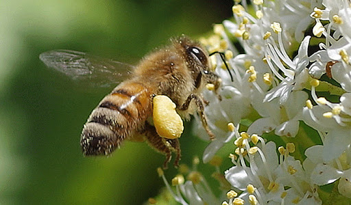 درمان آلرژی با مصرف گرده زنبور عسل