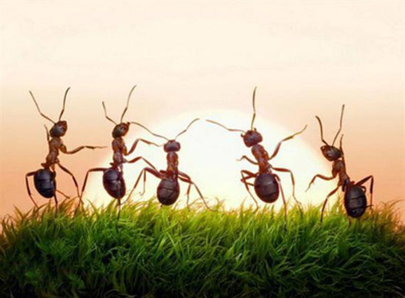 پنج درس موفقیت که باید از مورچه ها یاد گرفت