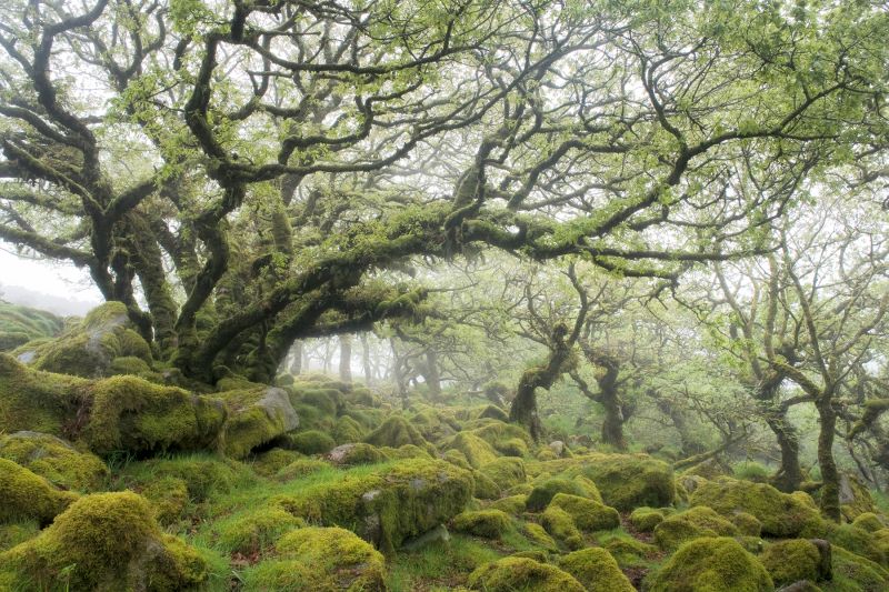 زیباترین جنگل های جهان در سال 2021