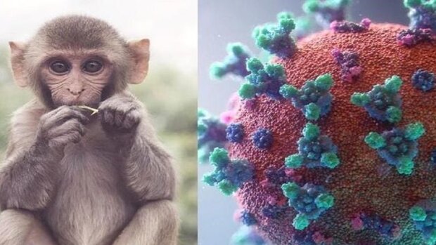 جزییات شیوع بیماری آبله میمون در ایران