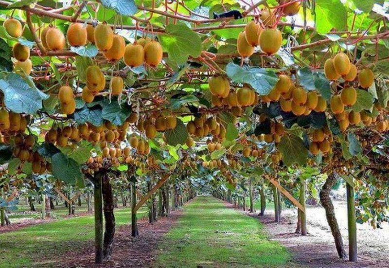 از پرنده نیوزلندی تا میوه پاییزی/ خواص فوق العاده کیوی