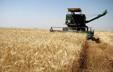 ۶۰۰ هکتار از اراضی کشاورزی خرمشهر به زیر کشت تابستانه رفت