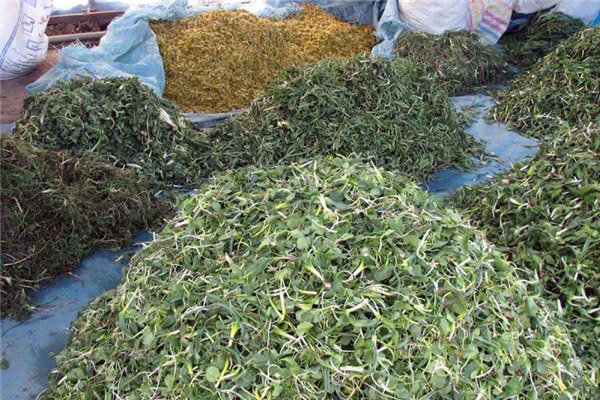گیاهان کوهی سفره های مردم را معطر کرد/خطرانقراض بیخ گوش گیاهان