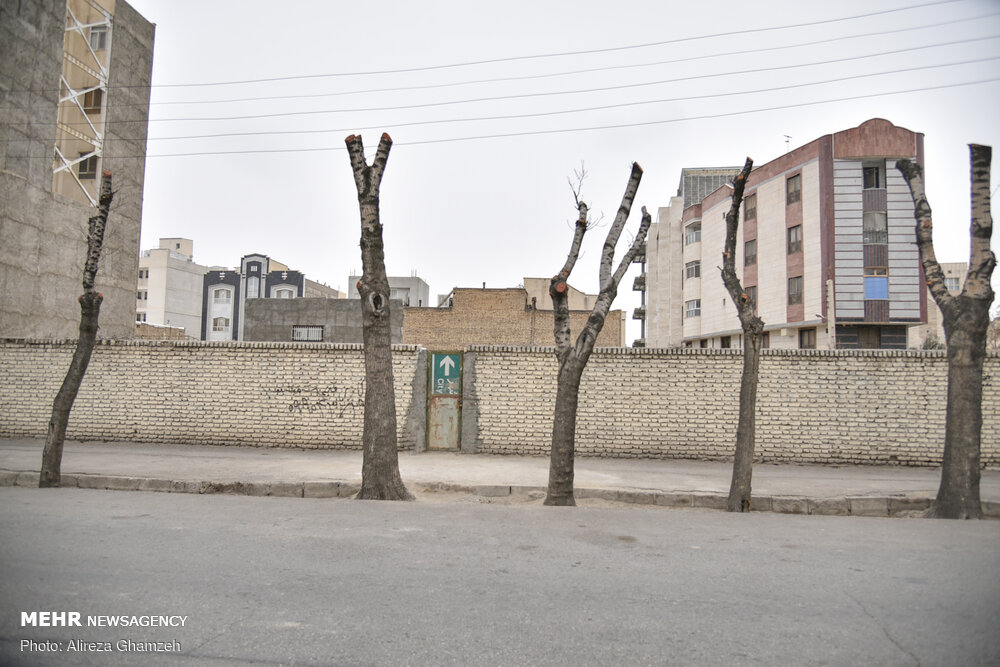 هرس نامتعارف درختان در شاهرود