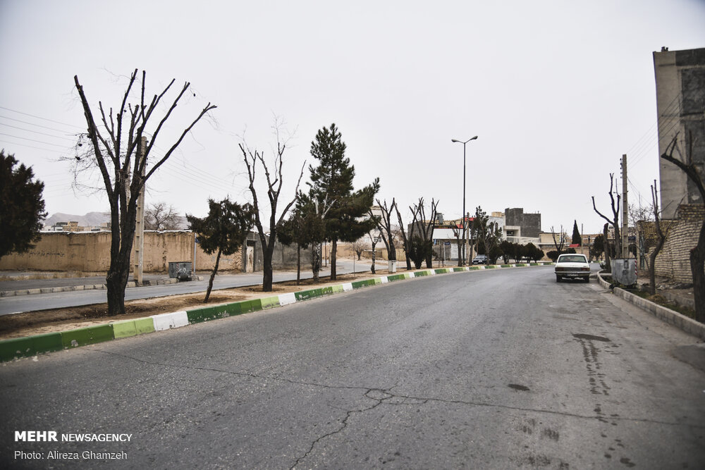 هرس نامتعارف درختان در شاهرود