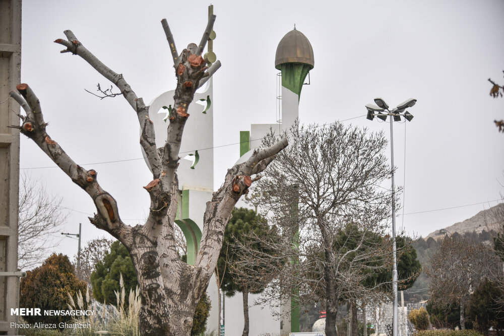هرس نامتعارف درختان در شاهرود