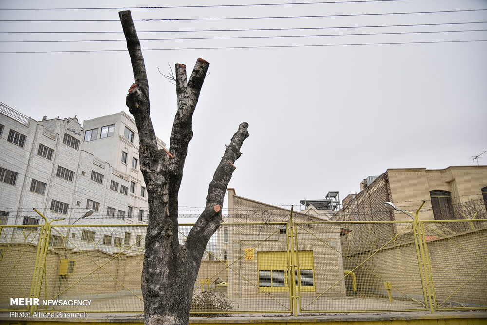هرس نامتعارف درختان در شاهرود