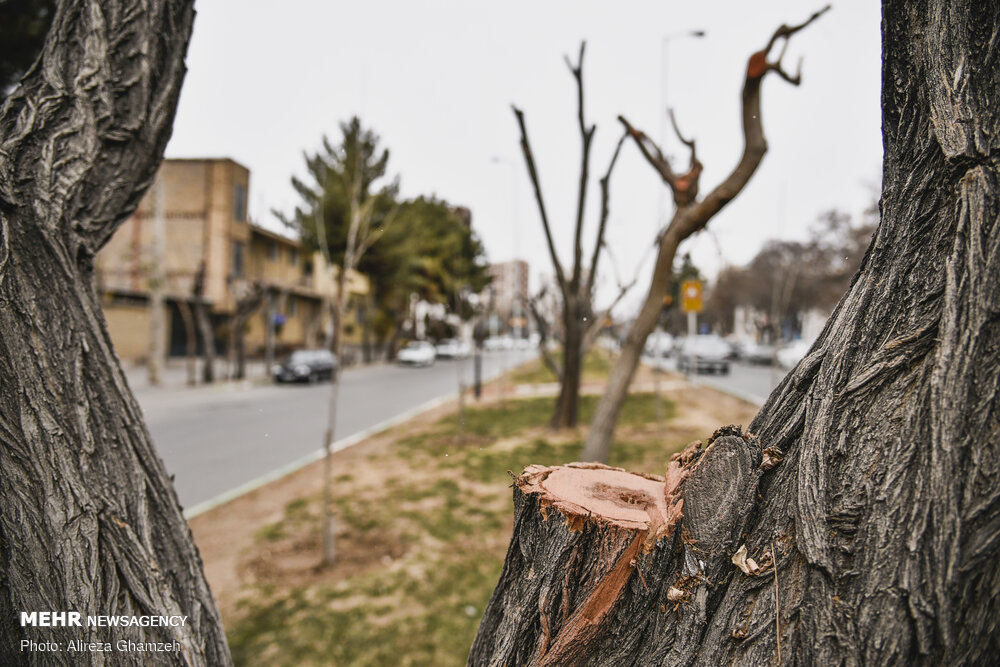 هرس نامتعارف درختان در شاهرود