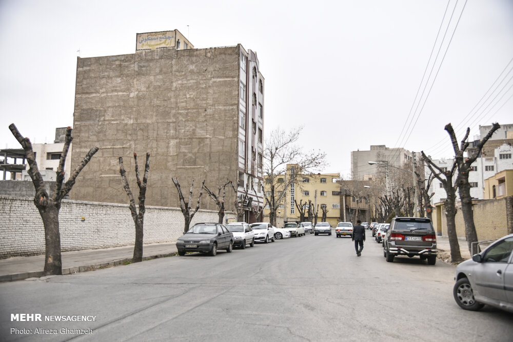 هرس نامتعارف درختان در شاهرود