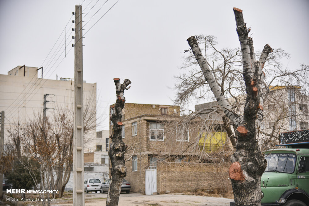هرس نامتعارف درختان در شاهرود