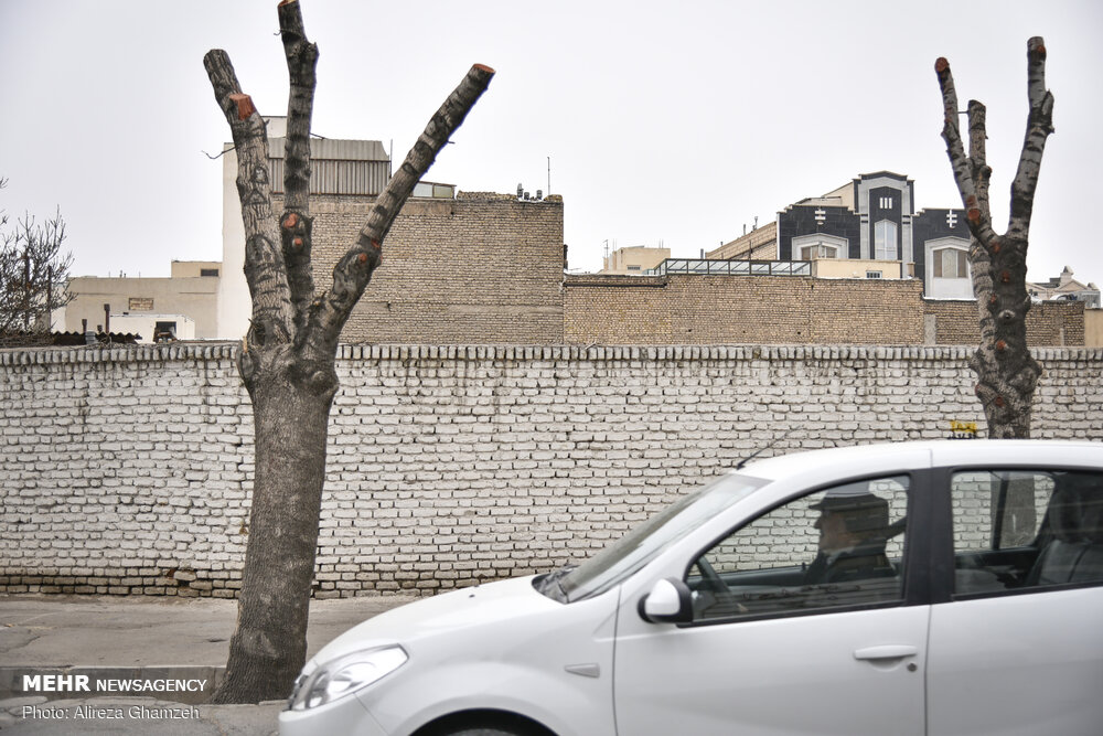 هرس نامتعارف درختان در شاهرود