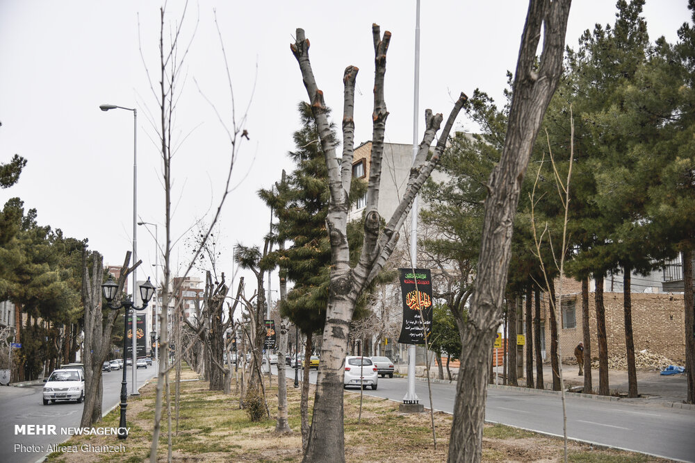 هرس نامتعارف درختان در شاهرود