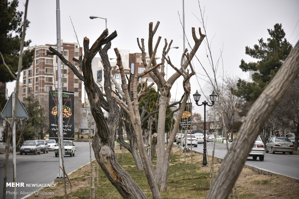 هرس نامتعارف درختان در شاهرود