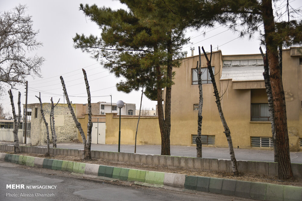 هرس نامتعارف درختان در شاهرود