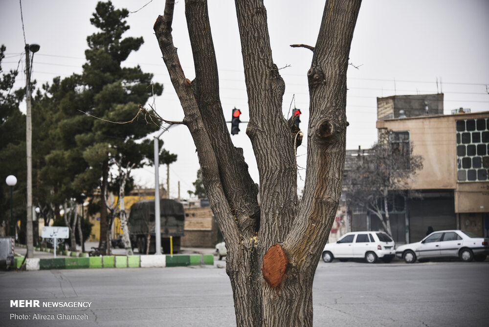هرس نامتعارف درختان در شاهرود