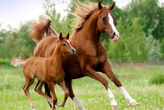 تولید جنین خالص شتر و اسب با روش IVF در دستور کار پژوهشگاه ابن سینا/حرکت دنیا به سمت کاهش دام