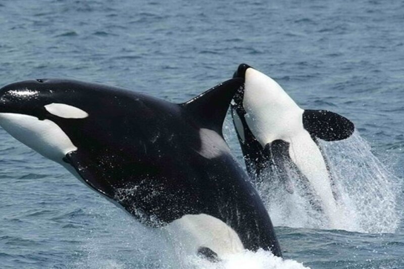  | ضبط تصاویری خاص از یک رفتار نادر در نهنگ قاتل