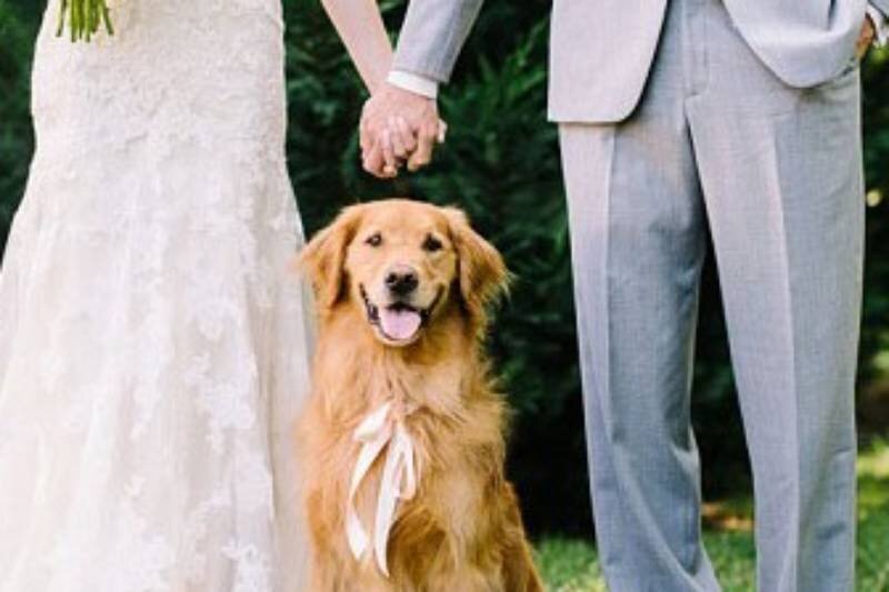  | به سرپرستی گرفتن سگ مجروح در عروسی توسط عروس و داماد!