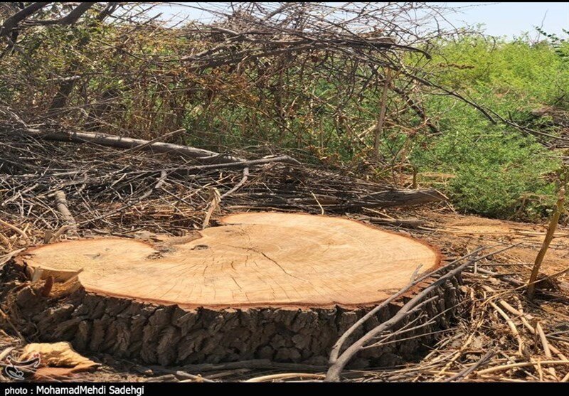  | حرکت جنجالی ماموران شهرداری کرمان؛ قطع کردن درخت در روز درختکاری!