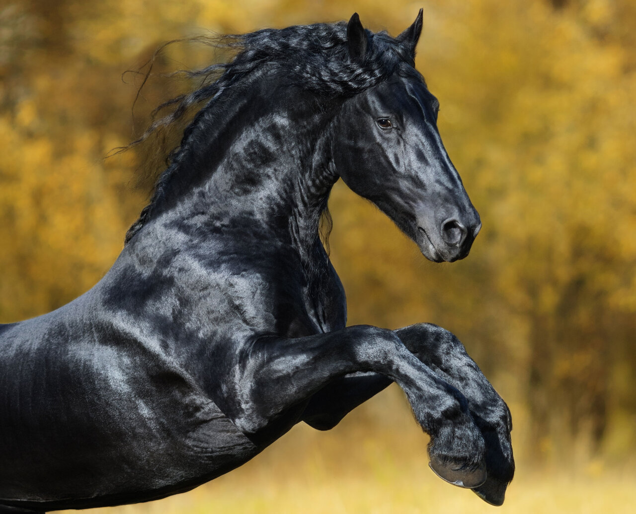 زیبایی این اسب هوش از سرتان می‌برد!/ عکس