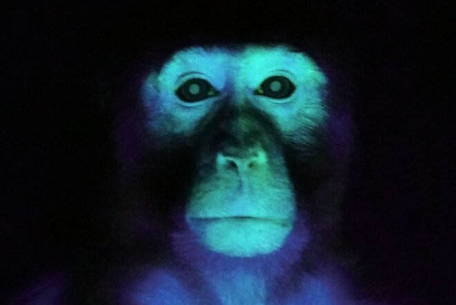تولد میمون عجیب و غریب در چین خبرساز شد!/ عکس