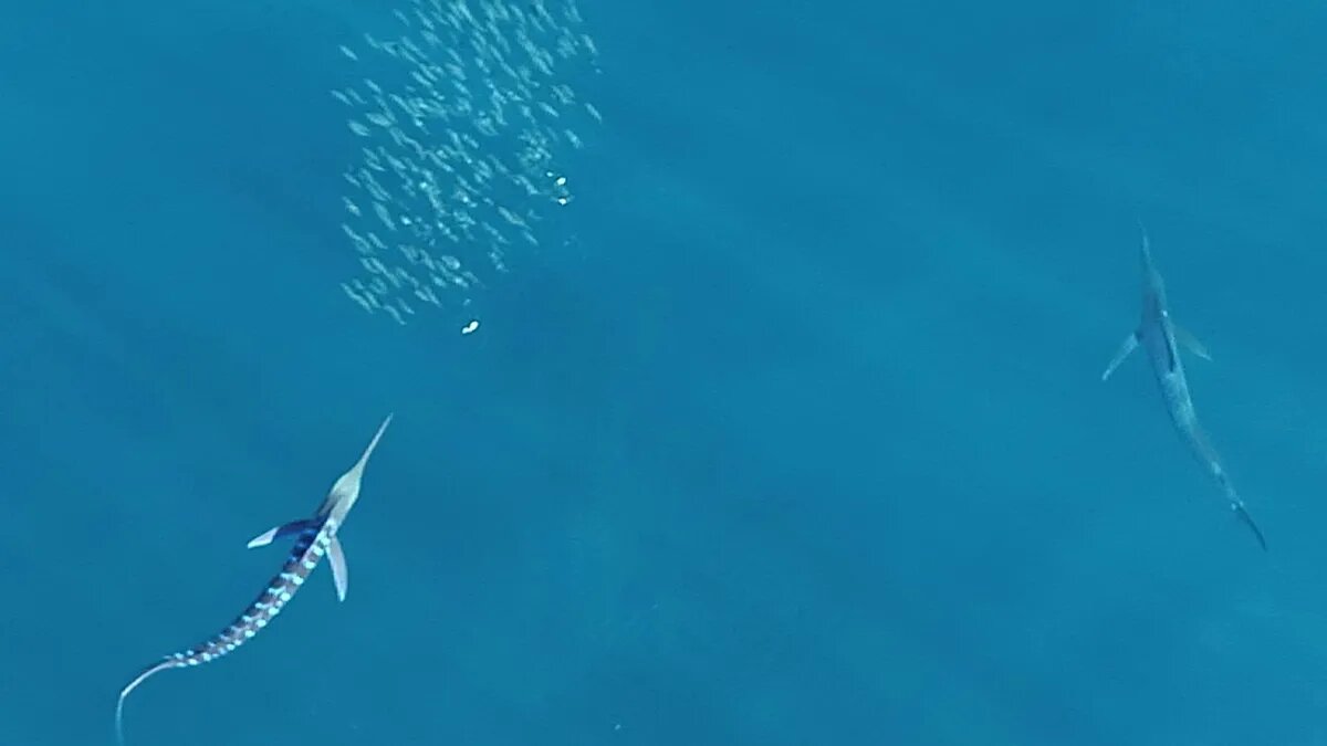 رنگ عوض کردن هنگام حمله/ راز شگفت‌انگیز سریع‌ترین شکارچی دریا