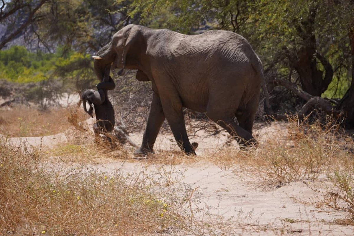 فیل کودک مرده‌اش را دفن و با صدای بلند عزاداری می‌کند