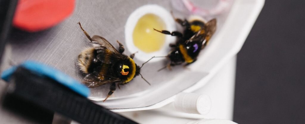 کشف یک موضوع عجیب درباره زنبورها! | این هوشمندی منحصر به انسان‌ نیست؟