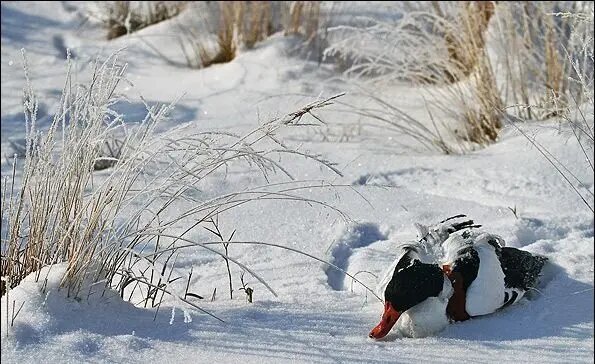 ببینید | تصویر آخرالزمانی یخ زدن هزاران پرنده کنار دریاچه