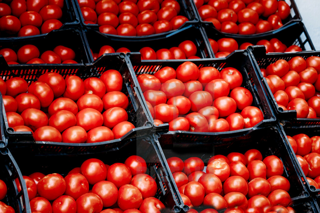 ارزانی گوجه فرنگی تا هفته آینده ؛  گوجه به کیلویی چند می رسد؟