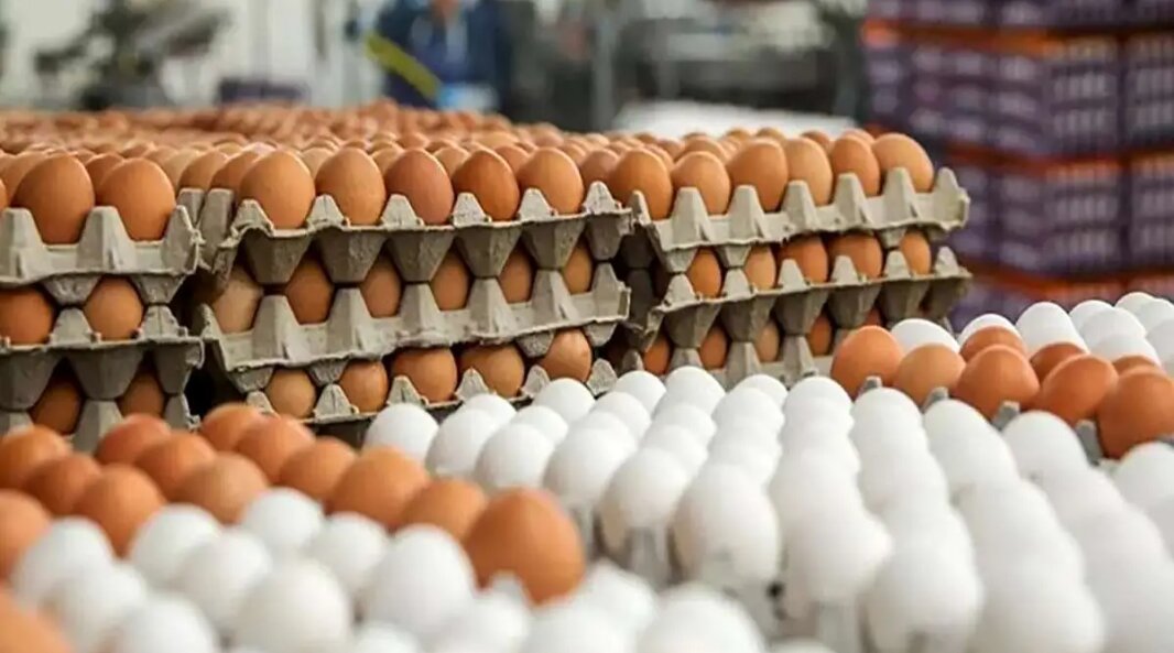رد پای خرده فروشی ها در معمای گرانی تخم مرغ | سوپرمارکت‌ها چقدر سود می کنند؟